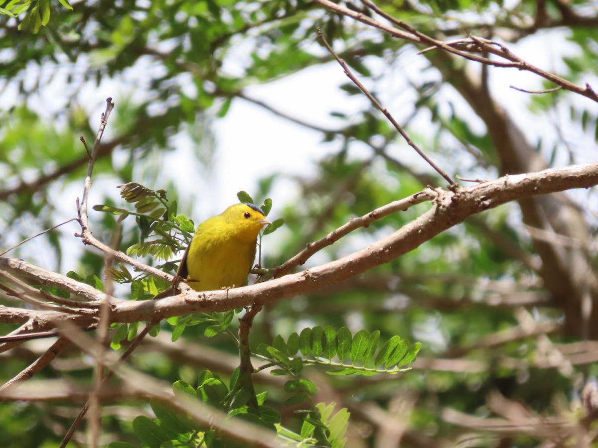 Wilson's Warbler - ML640714142