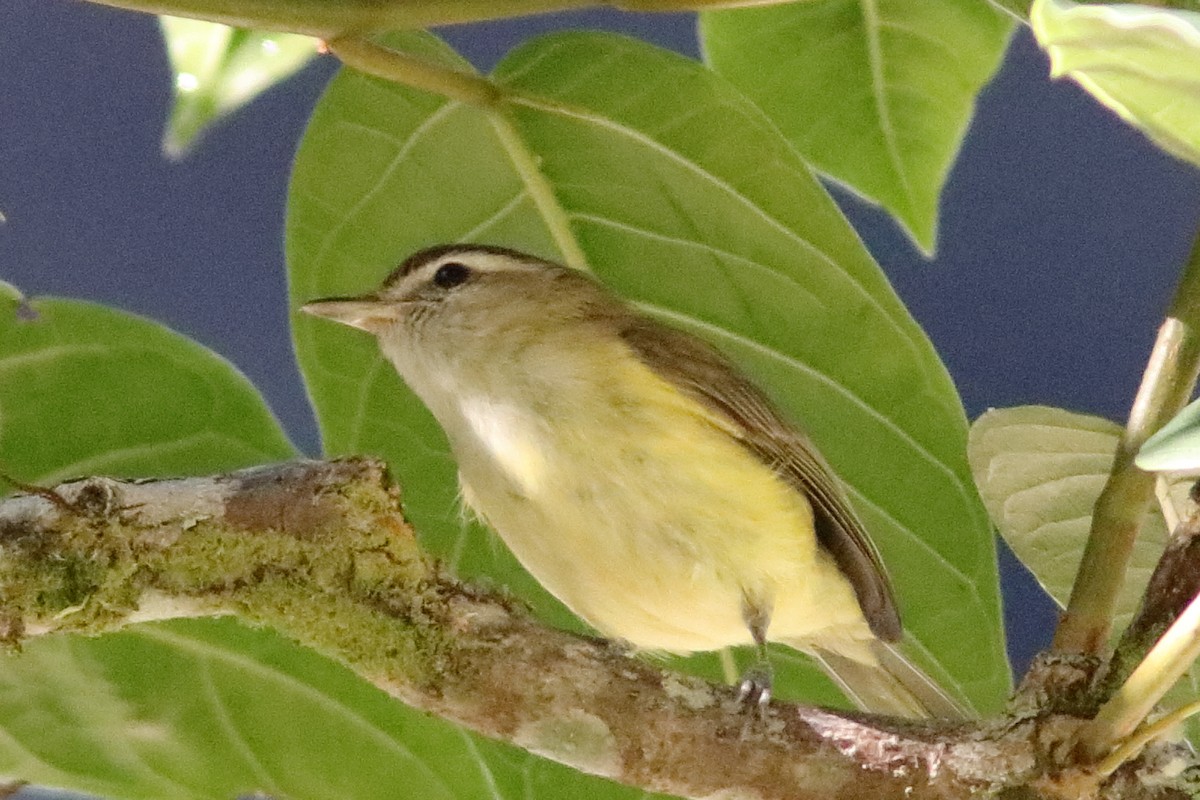 Braunkappenvireo - ML640714158