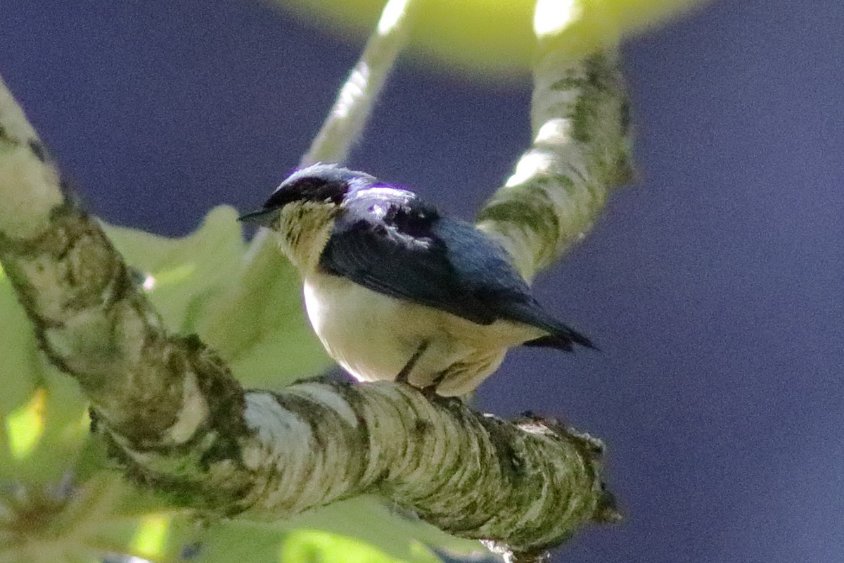 blekbrysttanagar - ML640714211