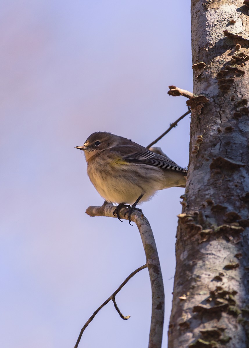 Yellow-rumped Warbler - ML640714285