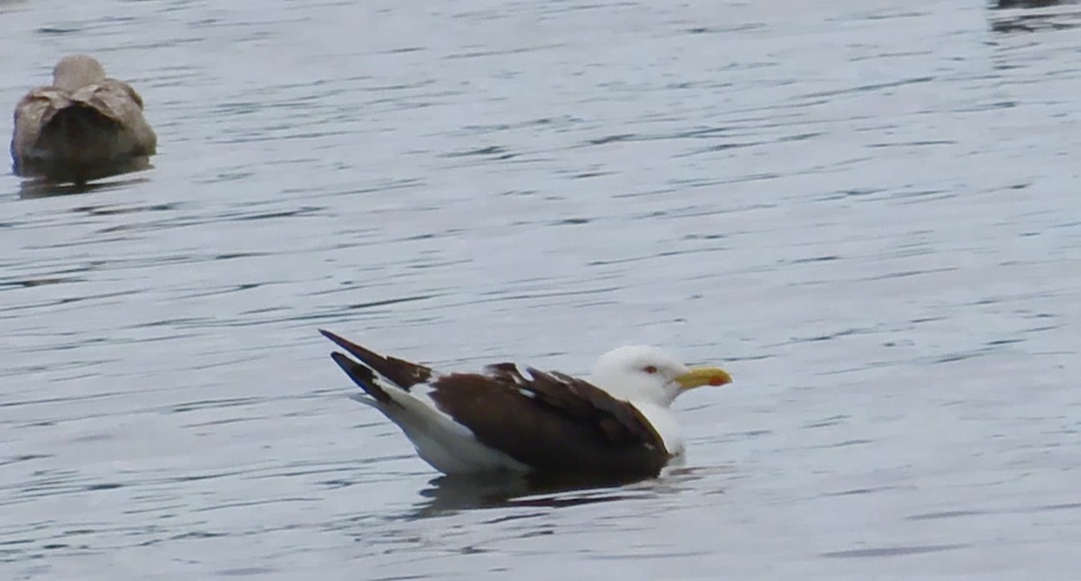 Lesser Black-backed Gull - ML640714306