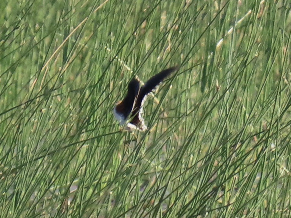 Lesser Jacana - ML640714314