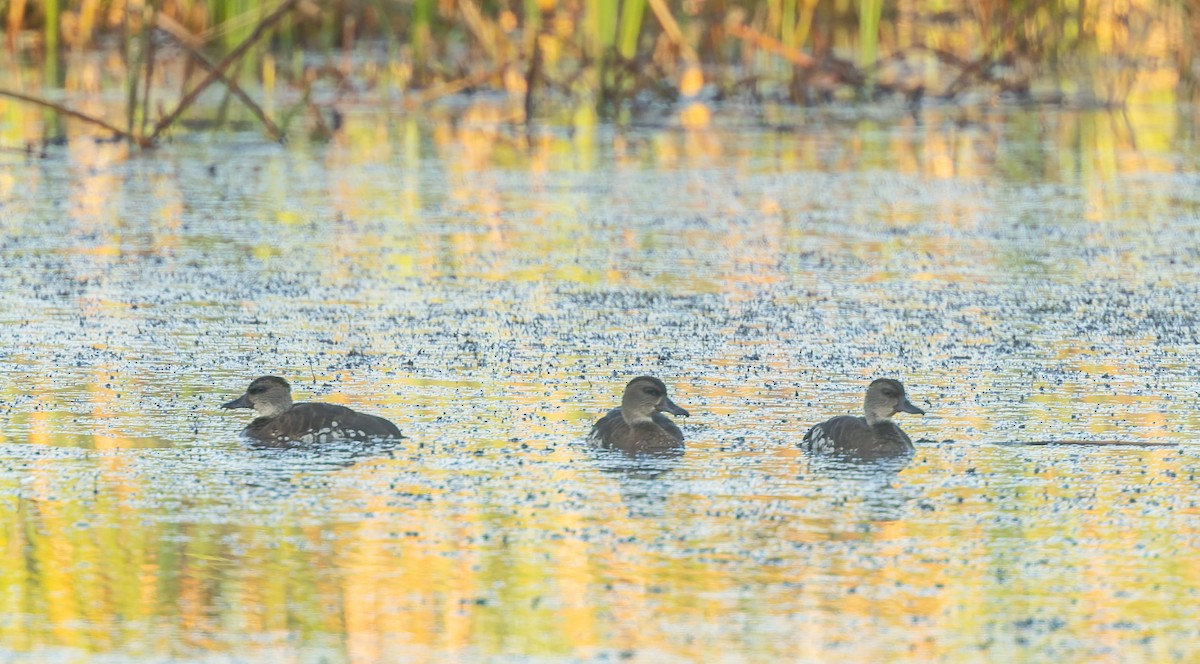 Spotted Whistling-Duck - ML640714388