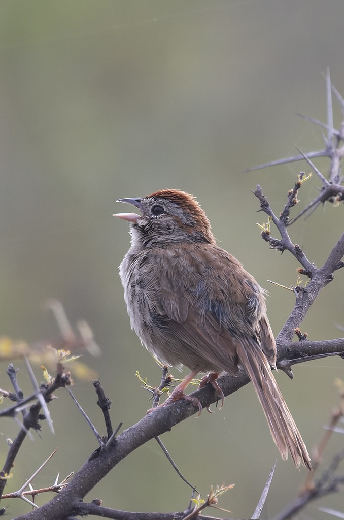 Rufous-crowned Sparrow - ML640714421