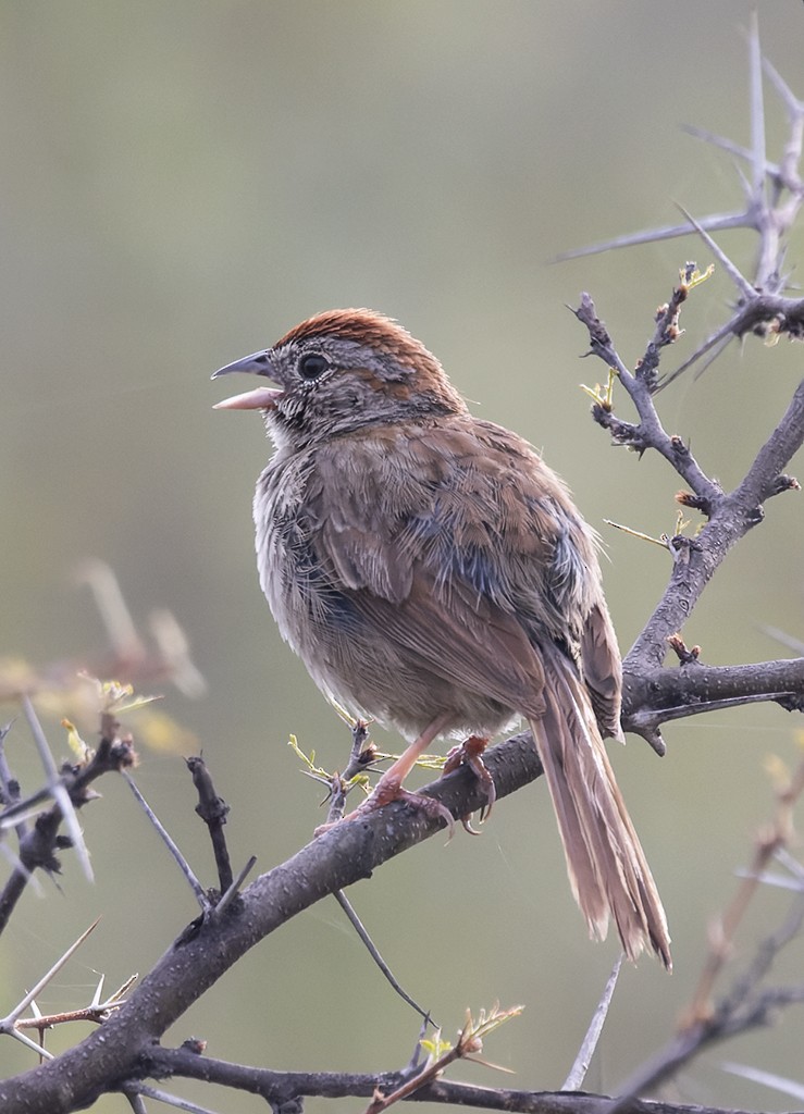 Rufous-crowned Sparrow - ML640714422