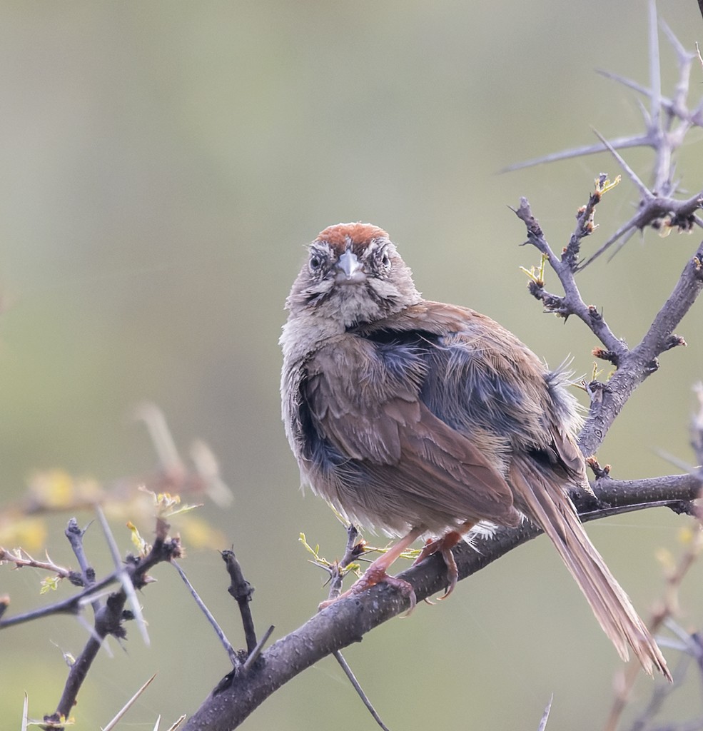 Rufous-crowned Sparrow - ML640714423