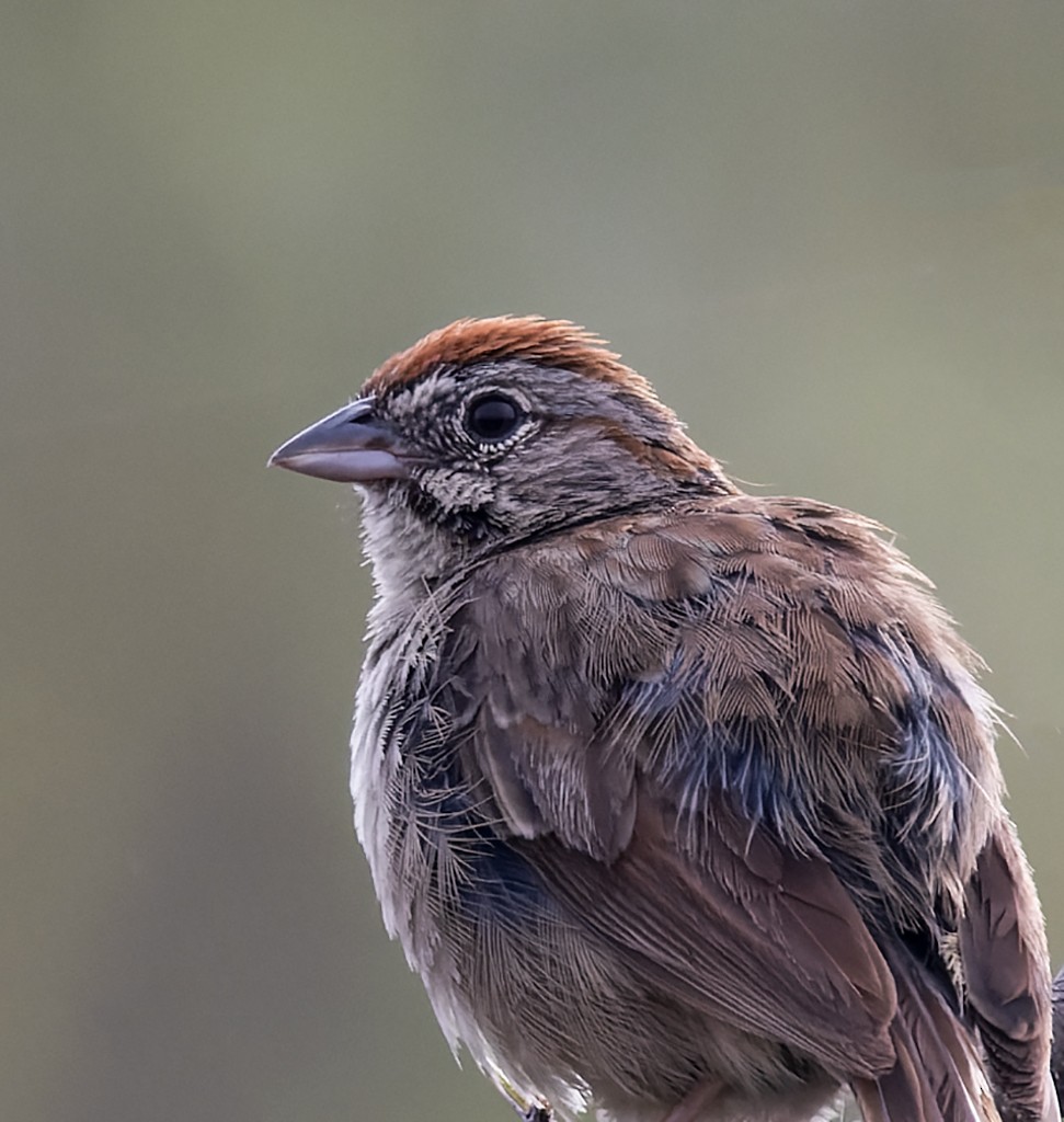 Rufous-crowned Sparrow - ML640714424