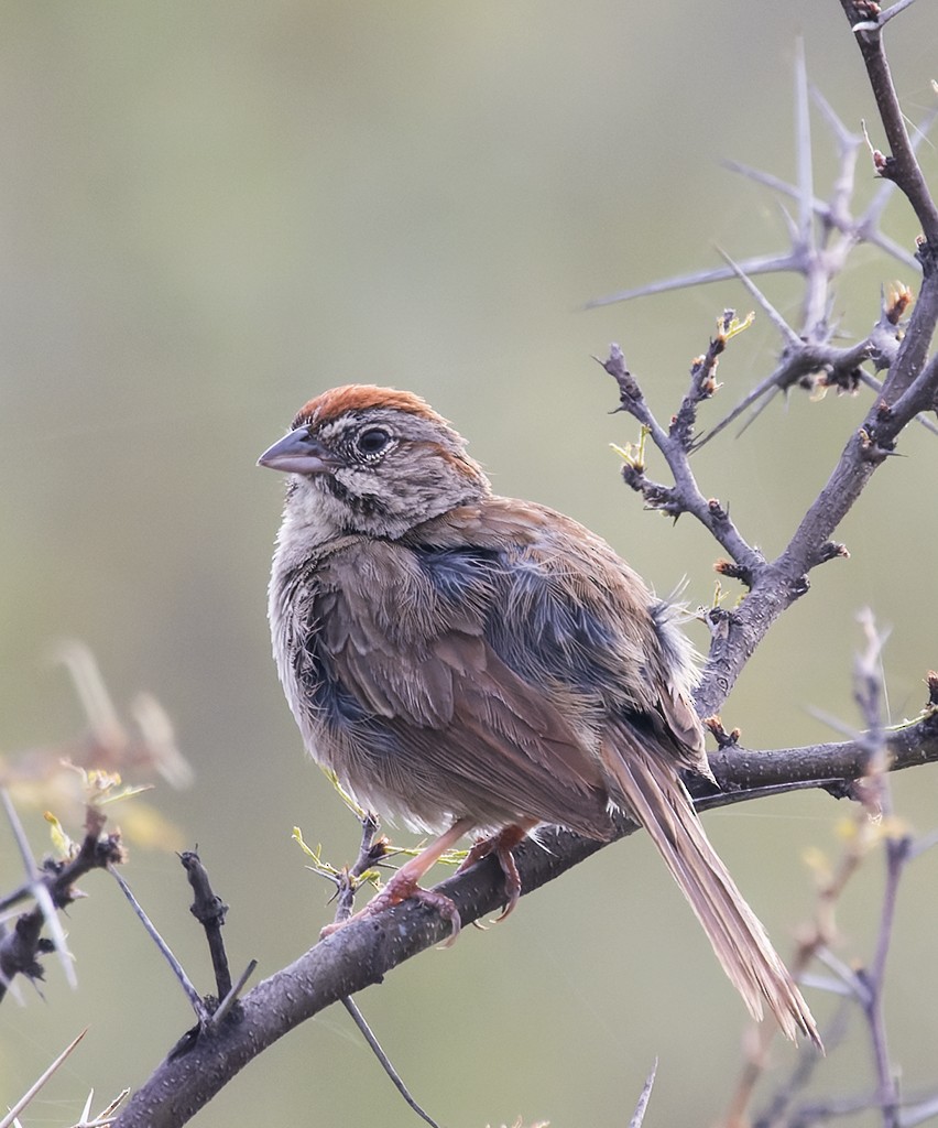 Rufous-crowned Sparrow - ML640714425