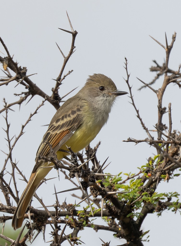 Nutting's Flycatcher (Nutting's) - ML640714444