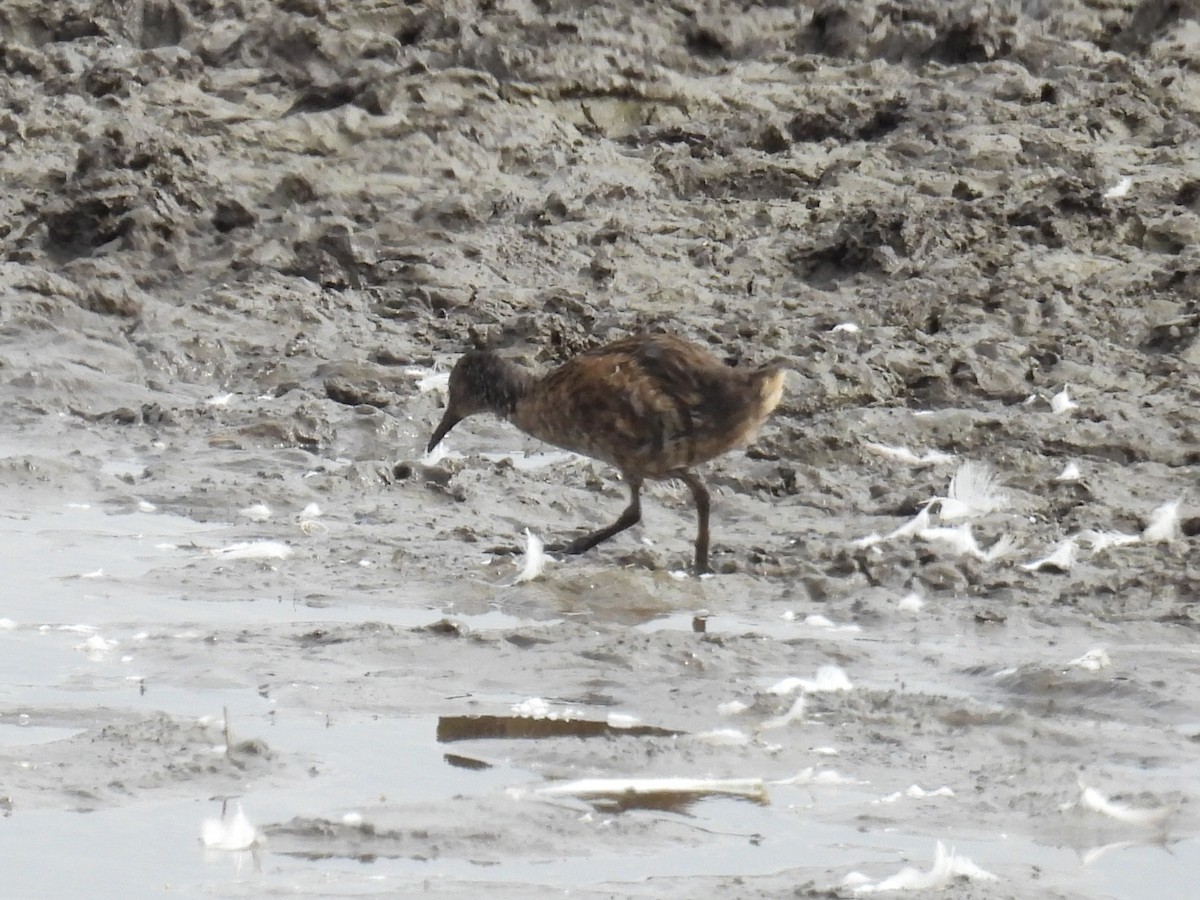 Усны түнжүүр - ML640714483