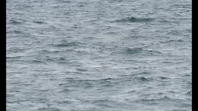 Cory's Shearwater - ML640714565