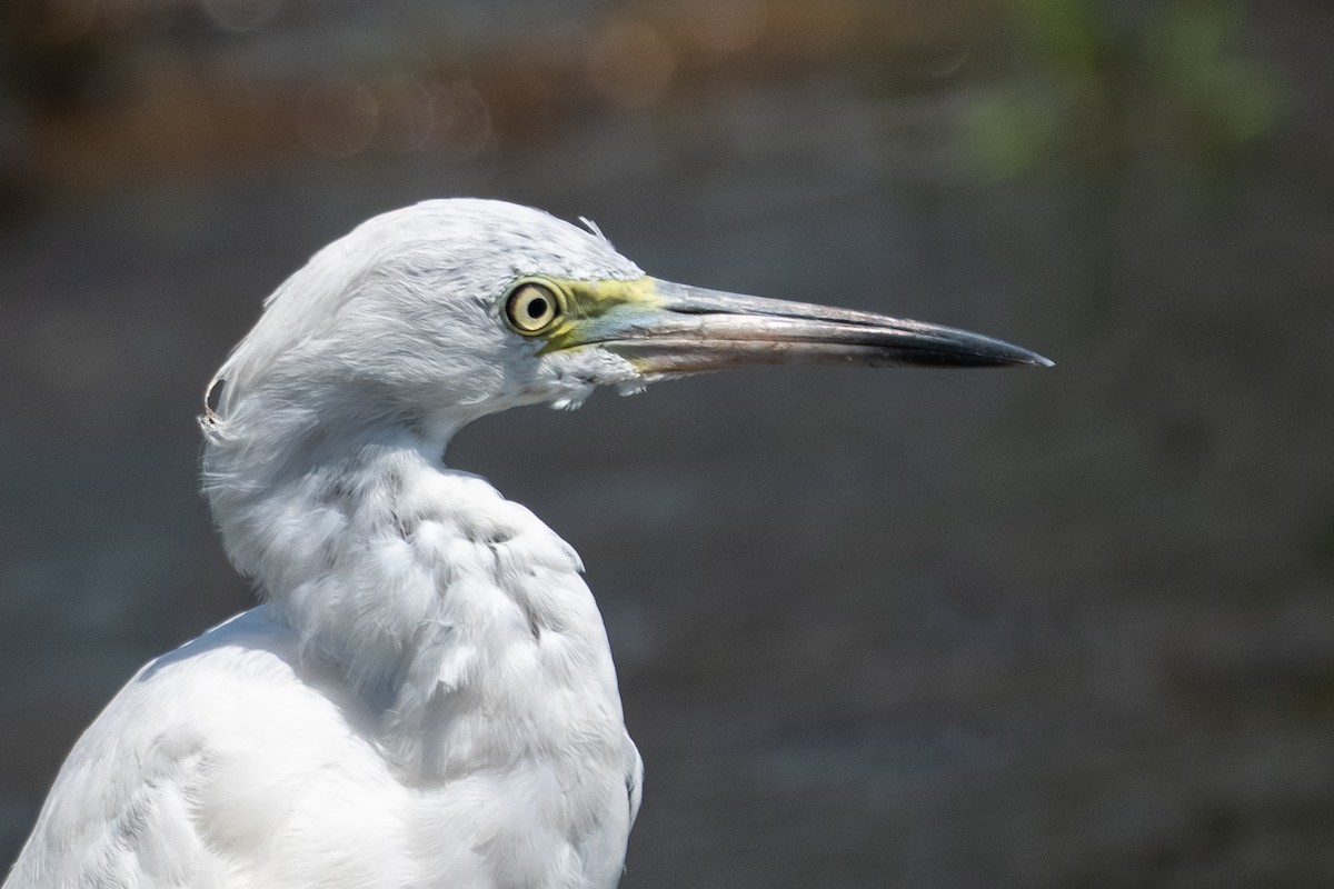 Little Blue Heron - ML640714577