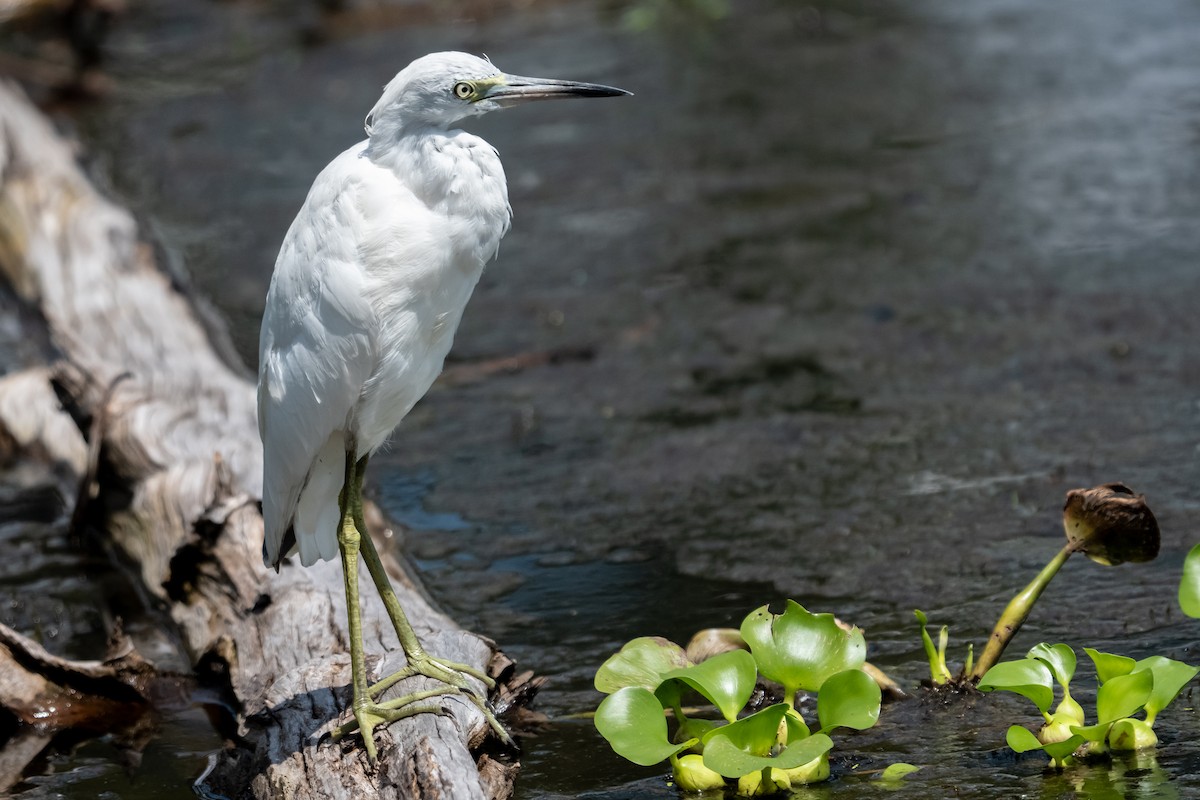 Little Blue Heron - ML640714578