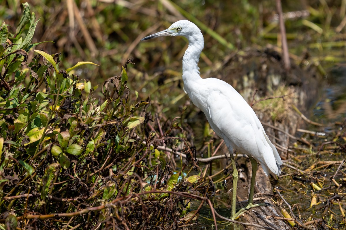 Little Blue Heron - ML640714579