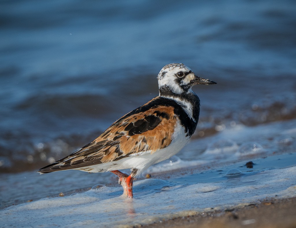 Ruddy Turnstone - ML640714592
