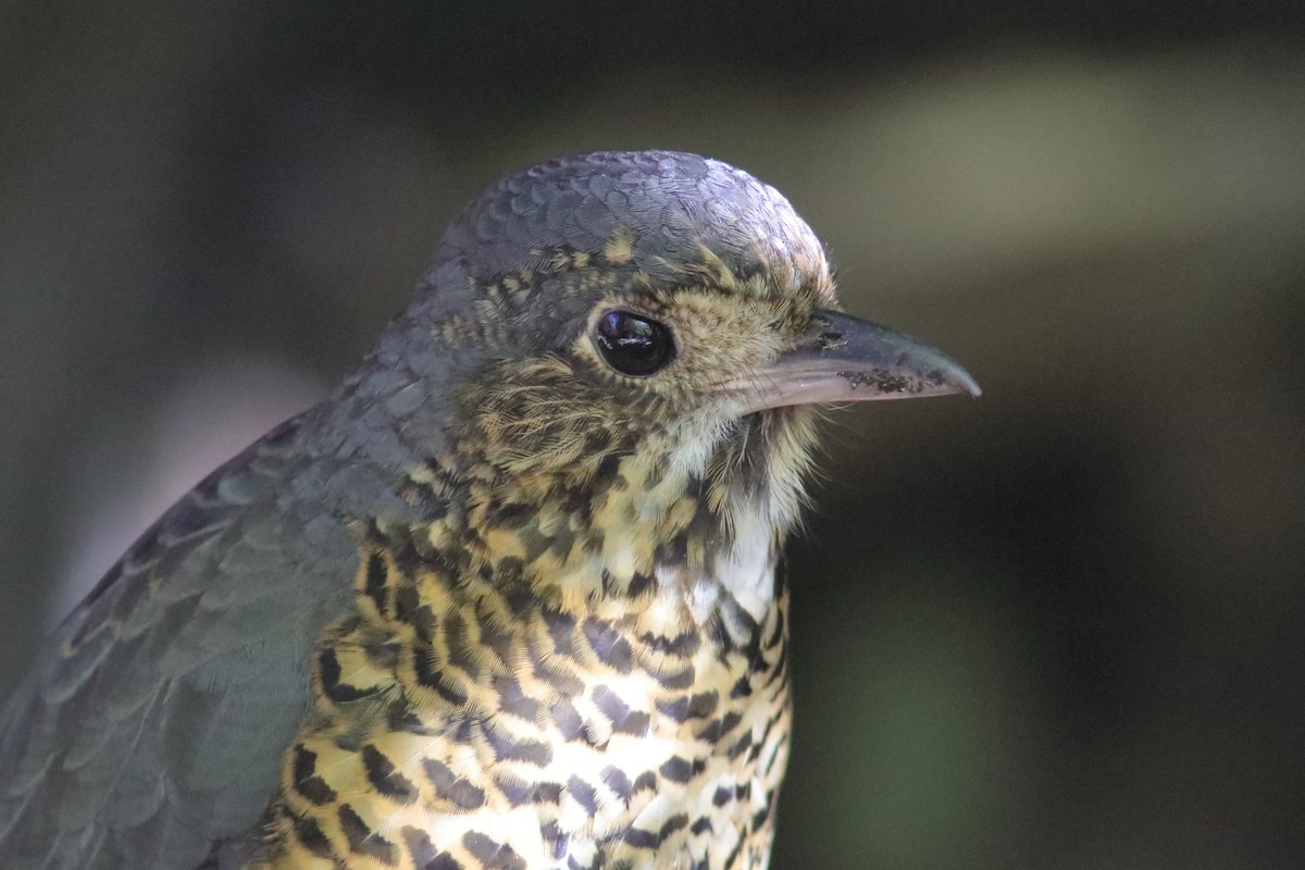 Undulated Antpitta - ML640714713