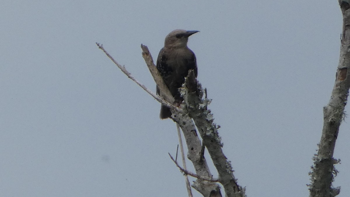 Хар тодол - ML640714714