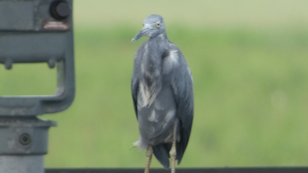 Little Blue Heron - ML640714720