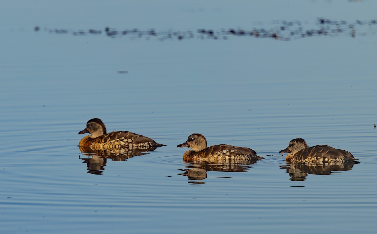 Spotted Whistling-Duck - ML640714761