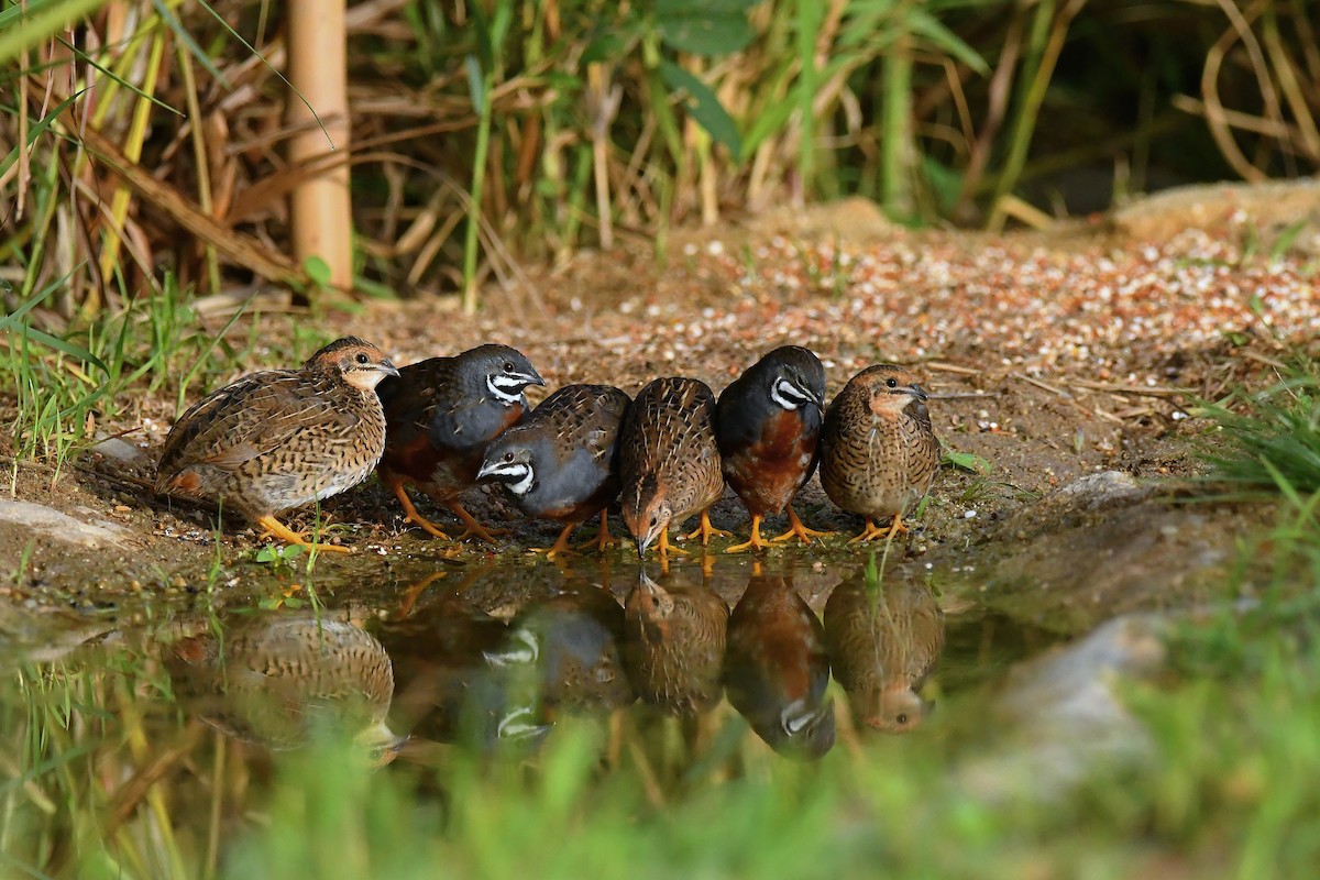 Blue-breasted Quail - ML640714765