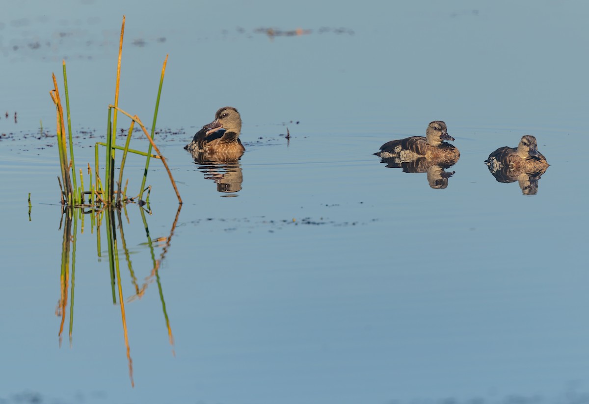 Spotted Whistling-Duck - ML640714795