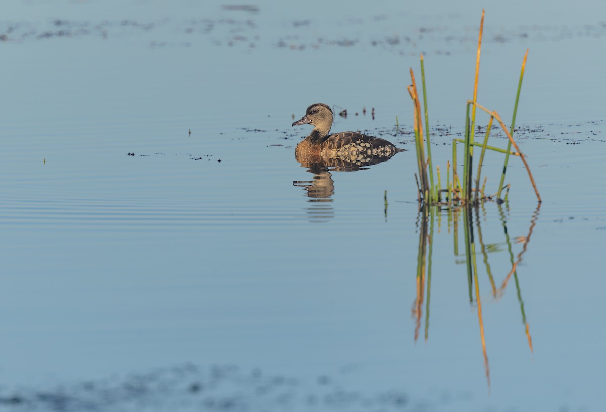Spotted Whistling-Duck - ML640714796