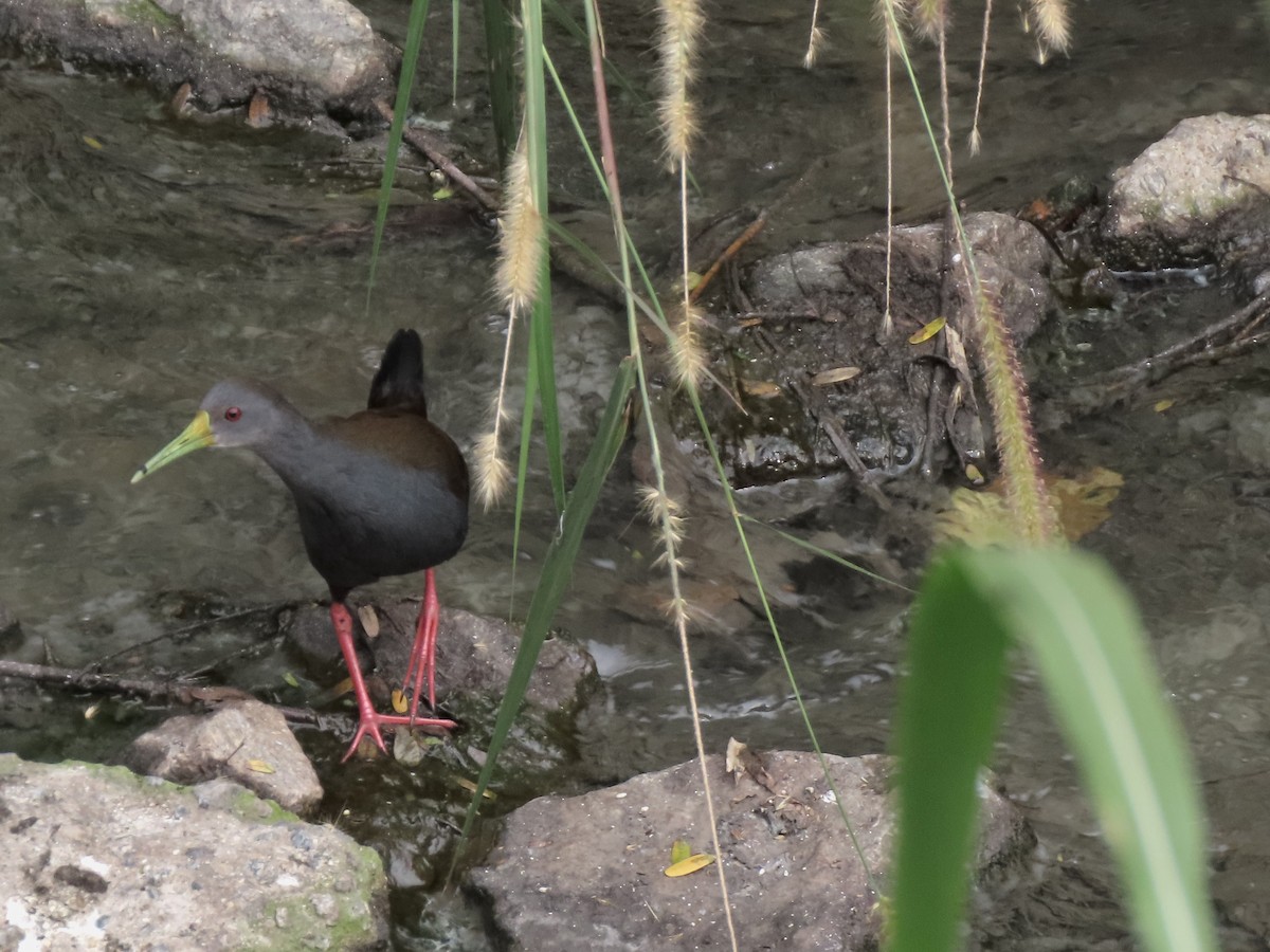 Blackish Rail - ML640714847