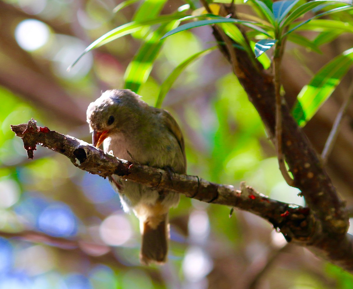 Barbados Bullfinch - ML64071491