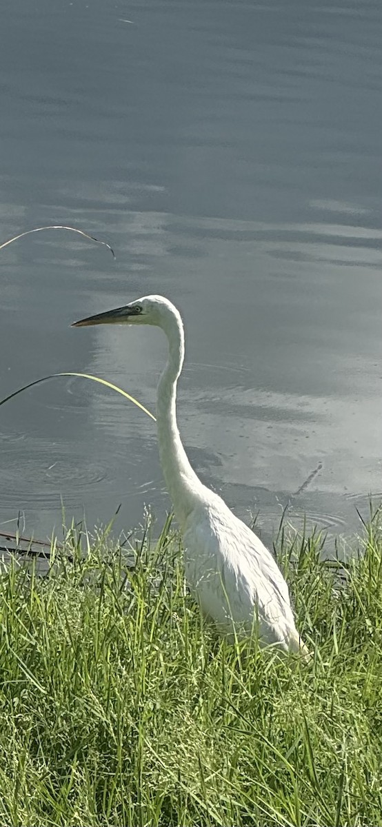 Great Blue Heron (Great White) - ML640714981