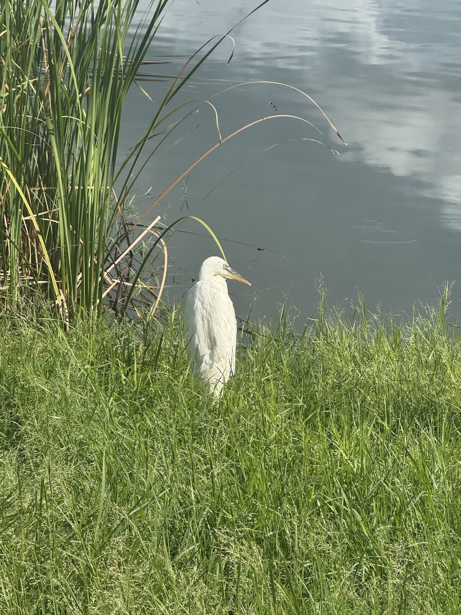 Great Blue Heron (Great White) - ML640714982