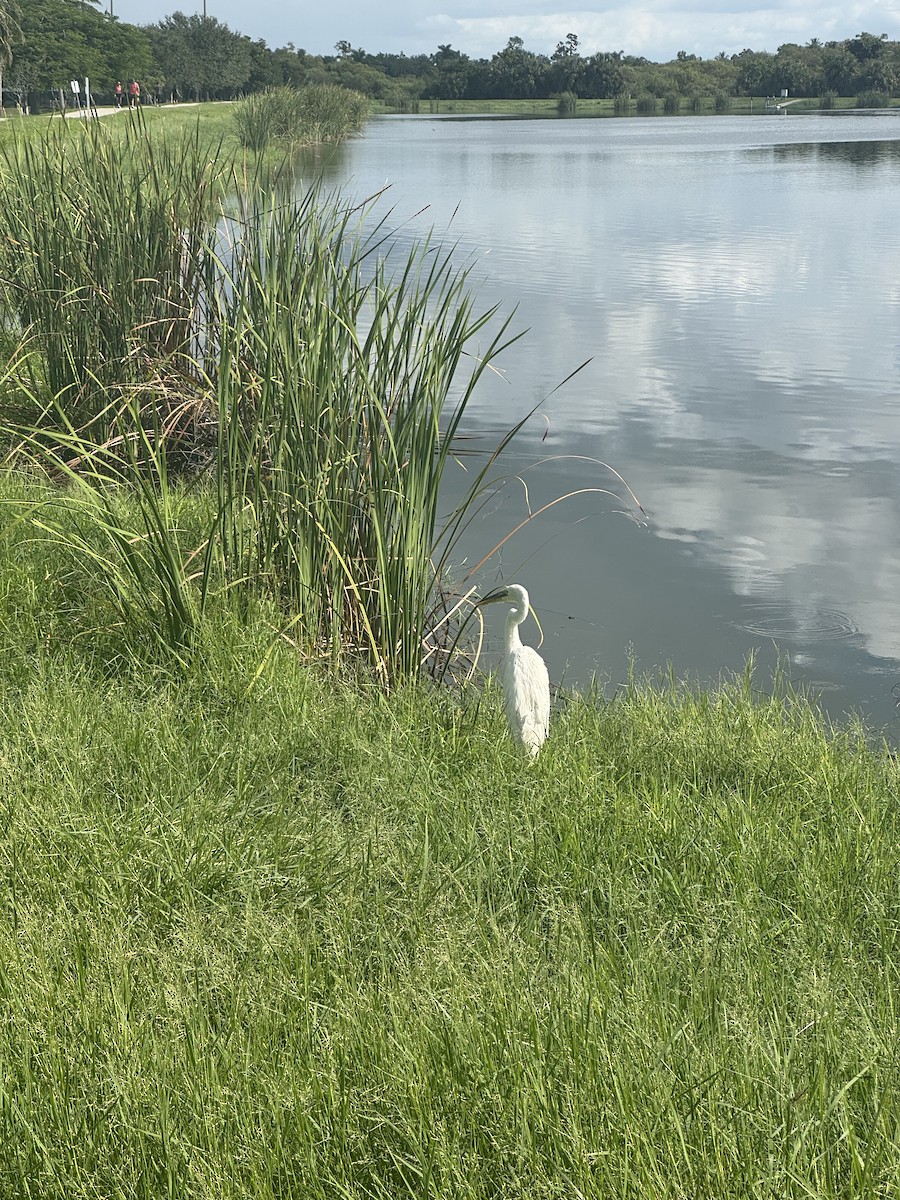 Great Blue Heron (Great White) - ML640714983