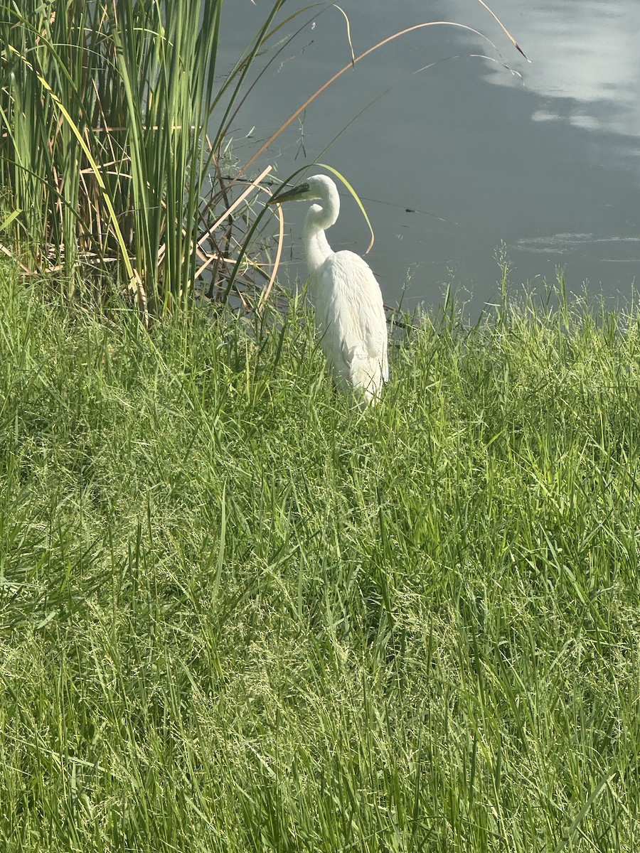 Great Blue Heron (Great White) - ML640714984