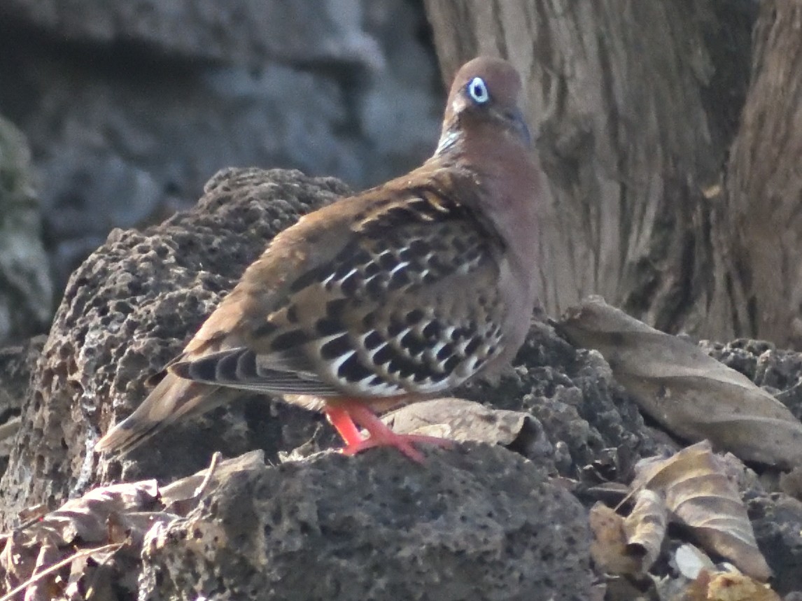 Galapagos Dove - ML640715012