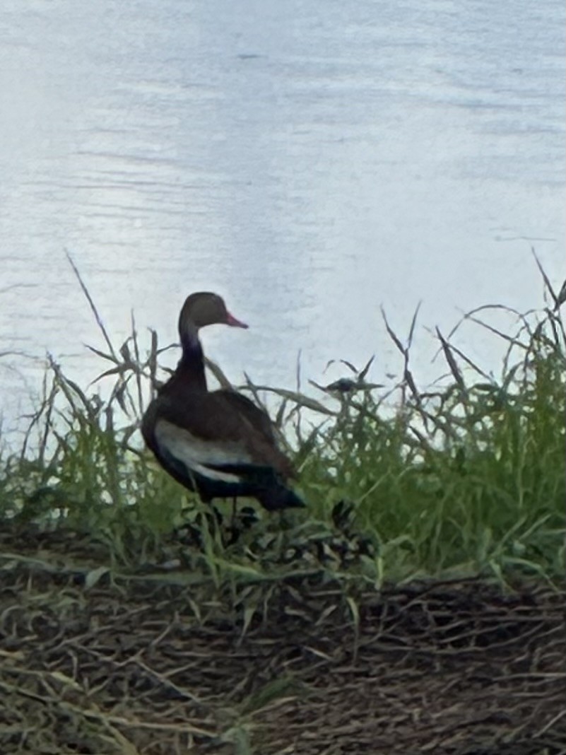 Black-bellied Whistling-Duck - ML640715037