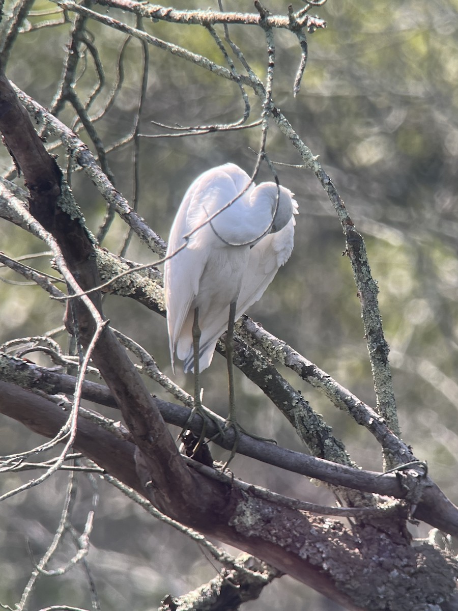 Little Blue Heron - ML640715048