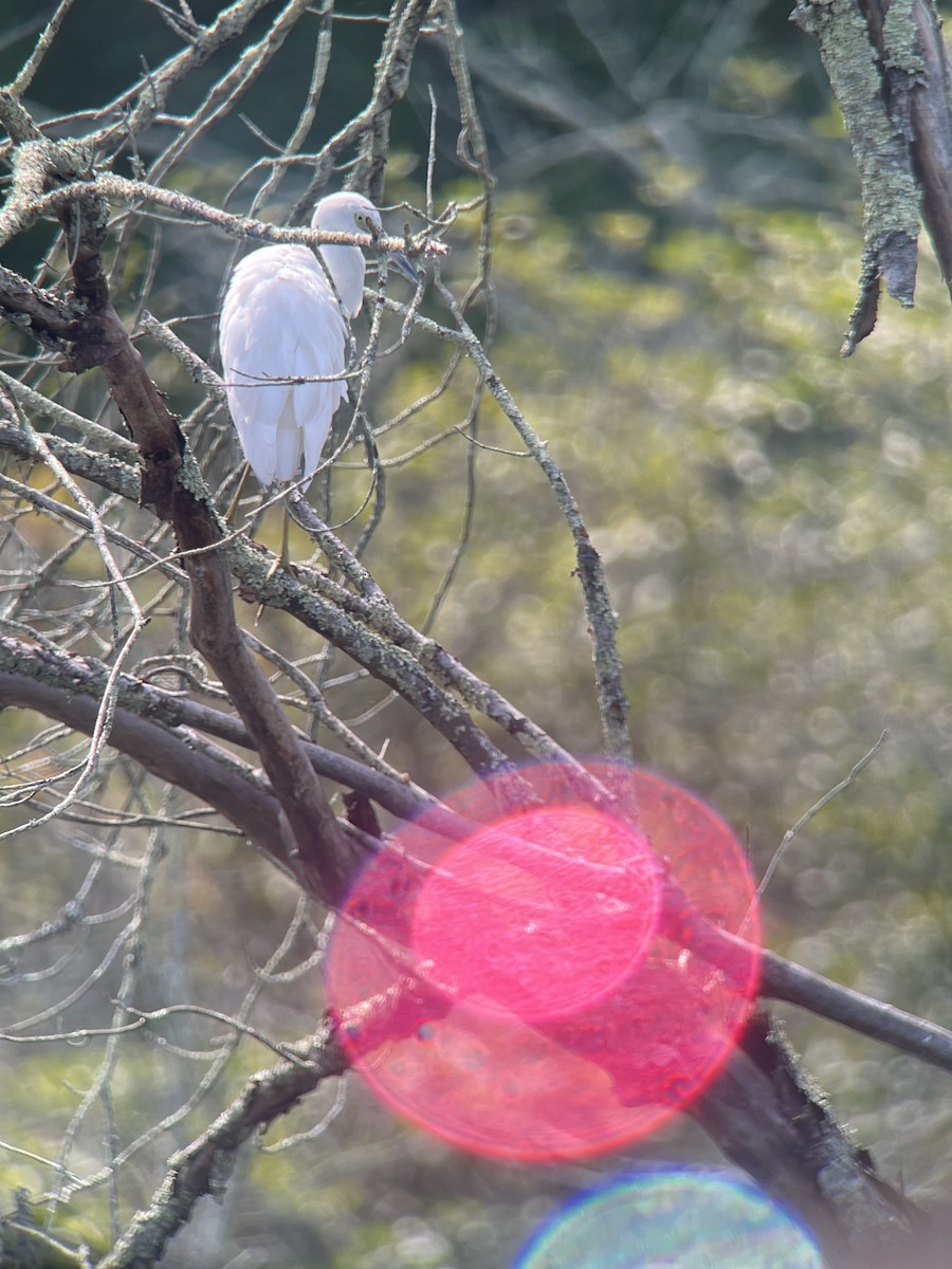 Little Blue Heron - ML640715049
