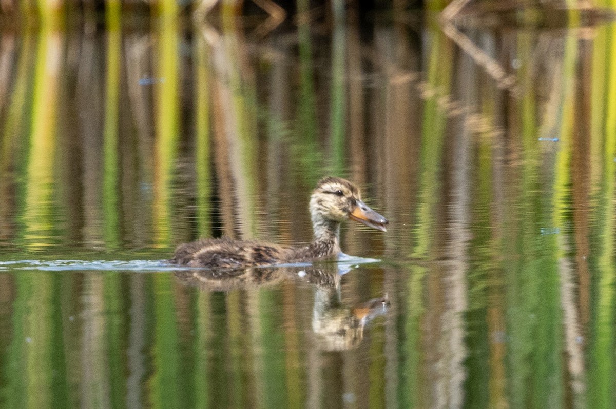 Canard colvert - ML640715145