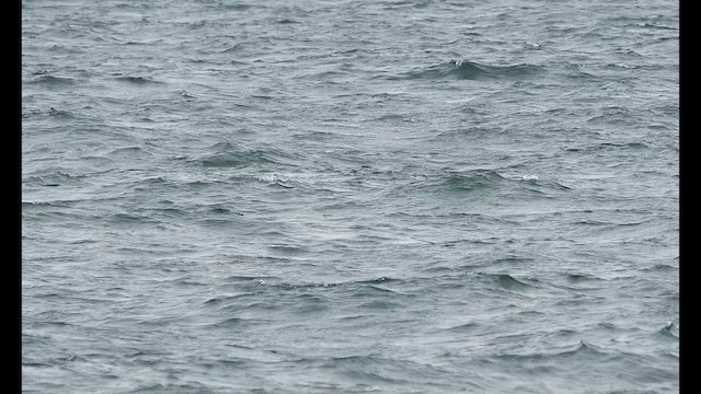 Cory's Shearwater - ML640715196