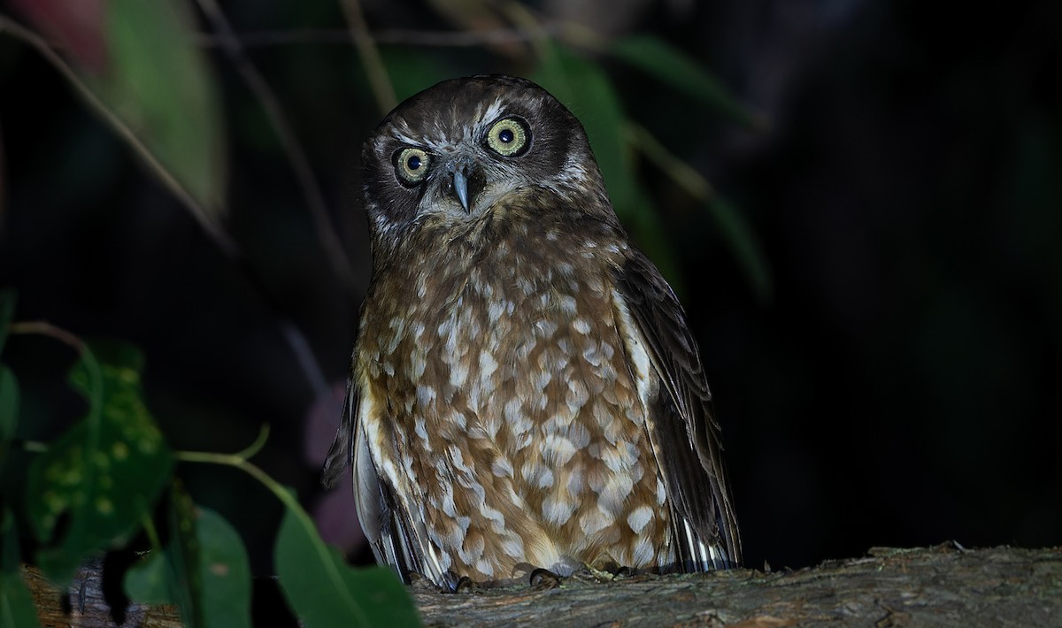 Australian Boobook - ML640715211