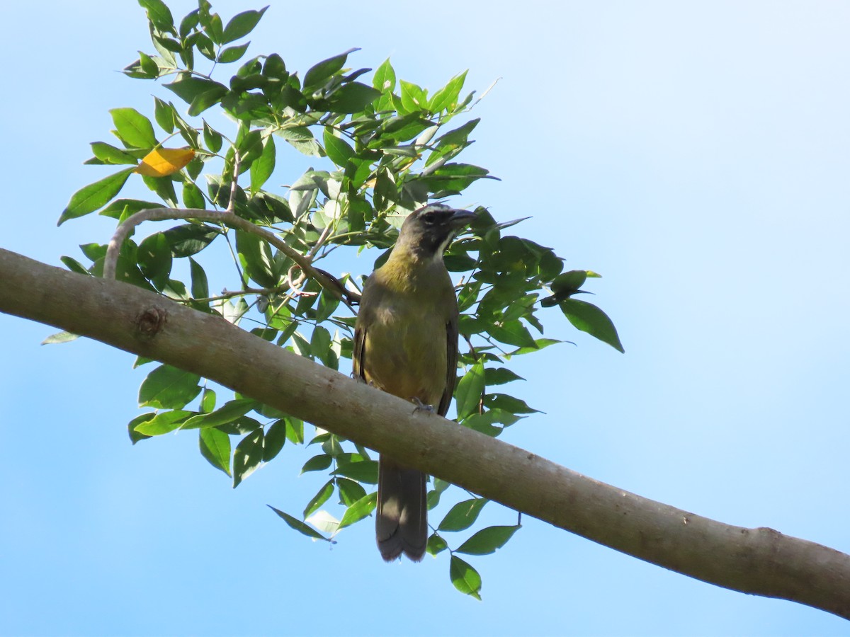 Cinnamon-bellied Saltator - ML640715279
