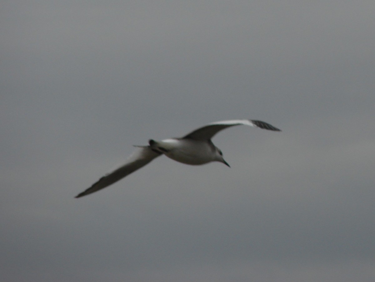 Sabine's Gull - ML640715356