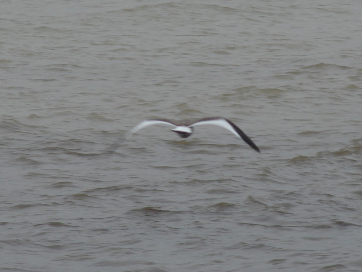 Sabine's Gull - ML640715357