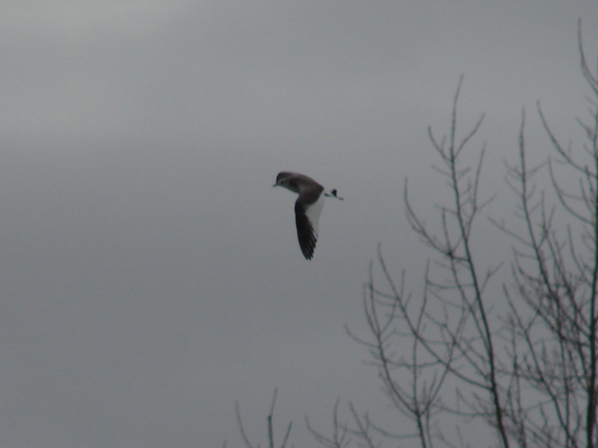 Sabine's Gull - ML640715358