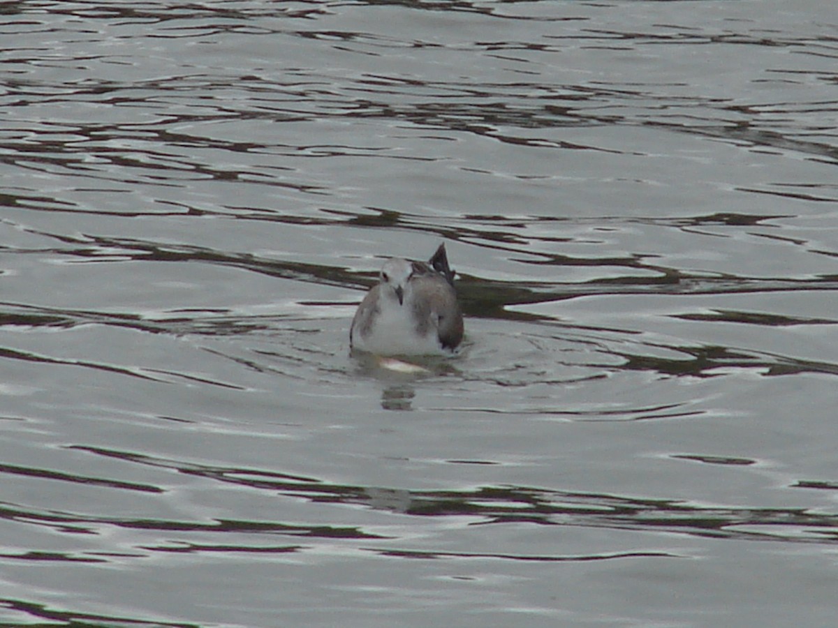 Sabine's Gull - ML640715359