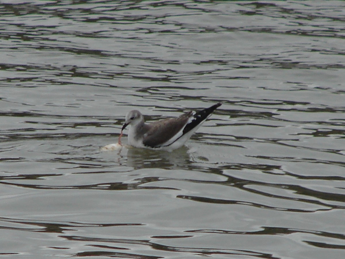 Sabine's Gull - ML640715360