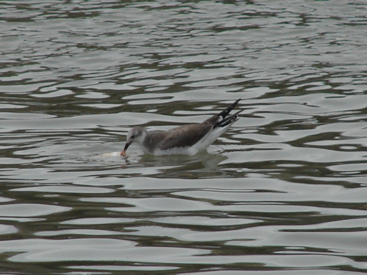 Sabine's Gull - ML640715361