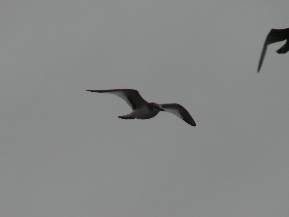 Sabine's Gull - ML640715362