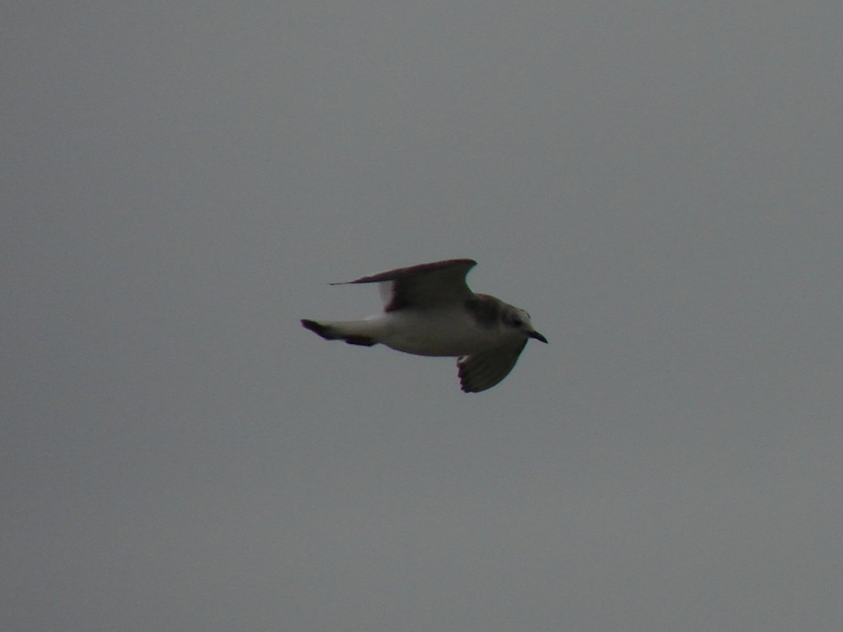 Sabine's Gull - ML640715363