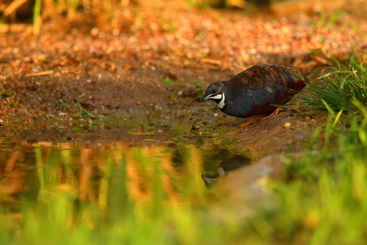 Blue-breasted Quail - ML640715398