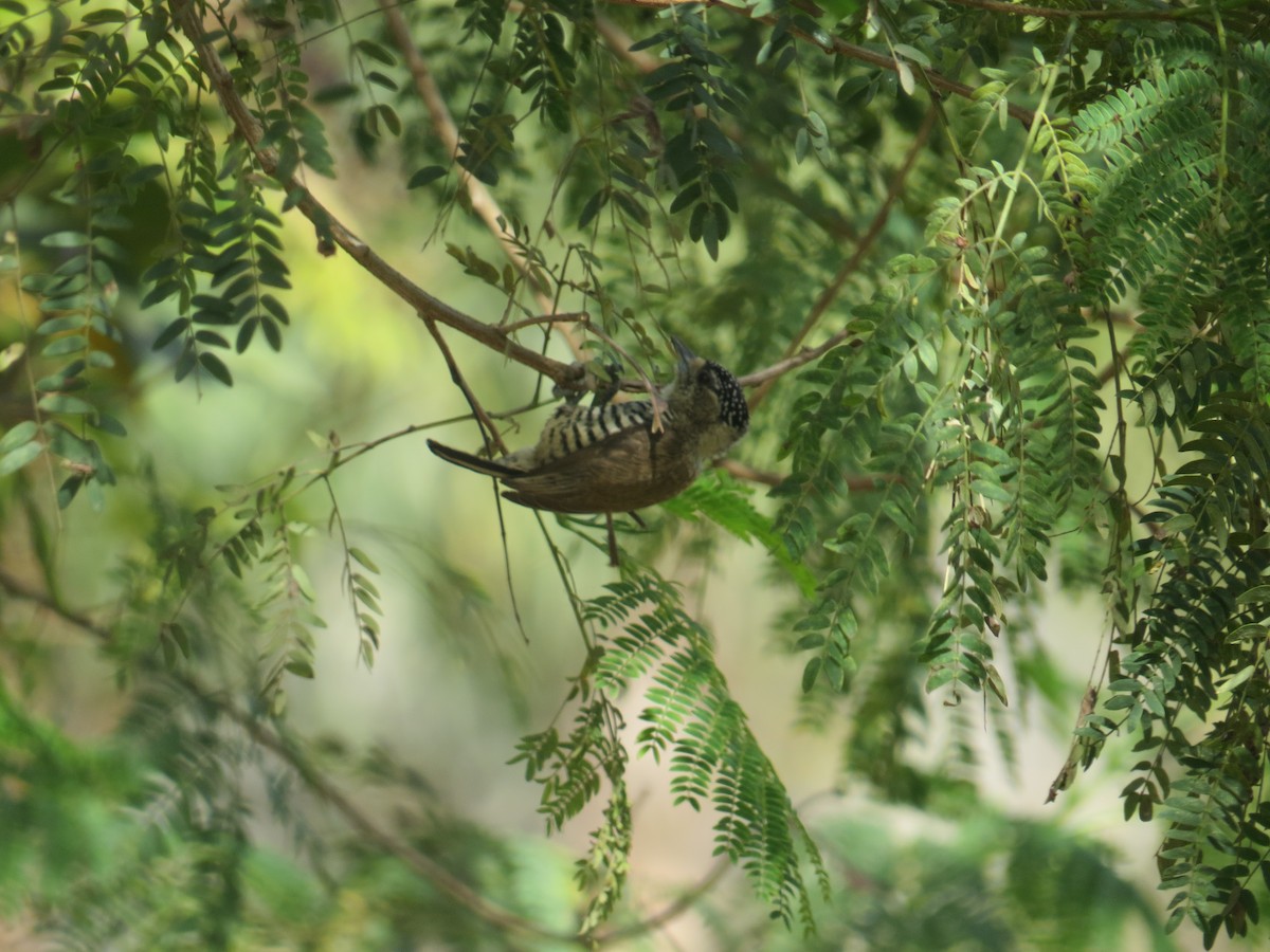 White-barred Piculet - ML640715486